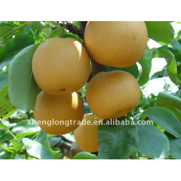 2011 fresh asian pear packed in carton